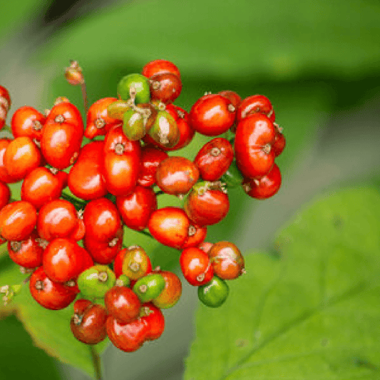 Ginseng