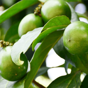 Aceite de Cacay