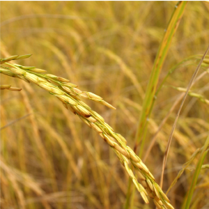 Aceite de Arroz Planta