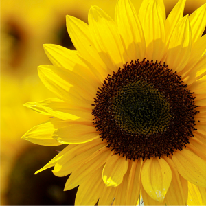 Aceite de Girasol Planta